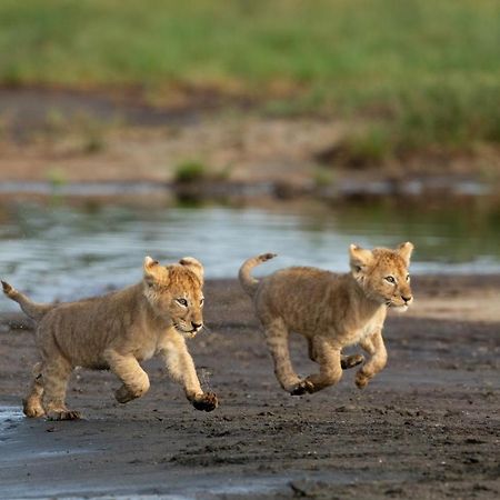 Africa Safari South Serengeti Ndutu Ngorongoro Sinoni Kültér fotó