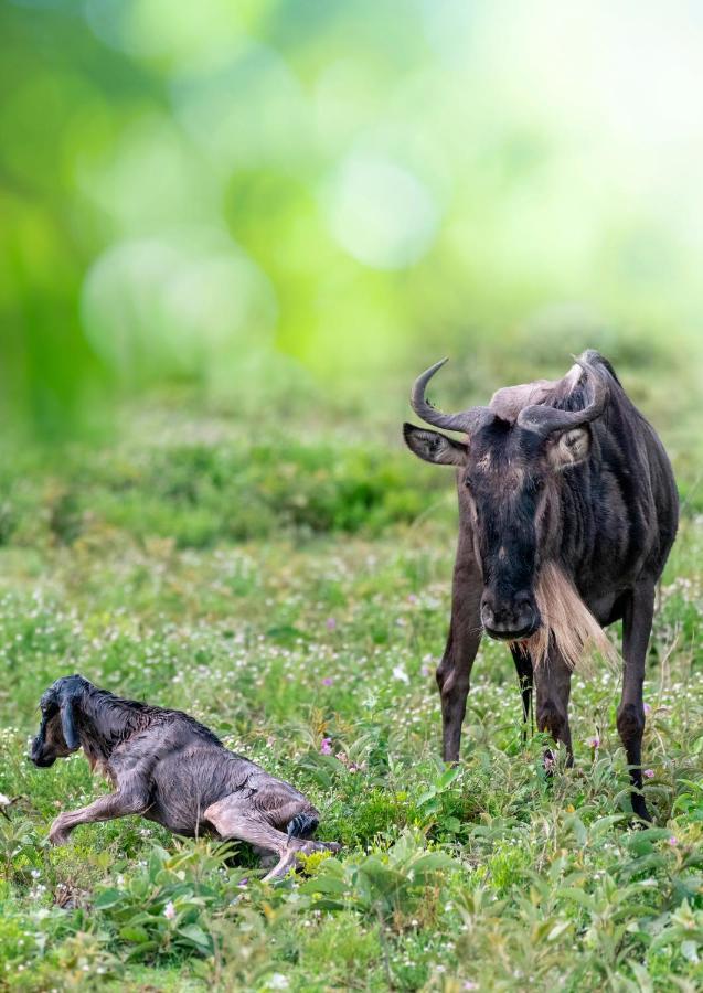 Africa Safari South Serengeti Ndutu Ngorongoro Sinoni Kültér fotó