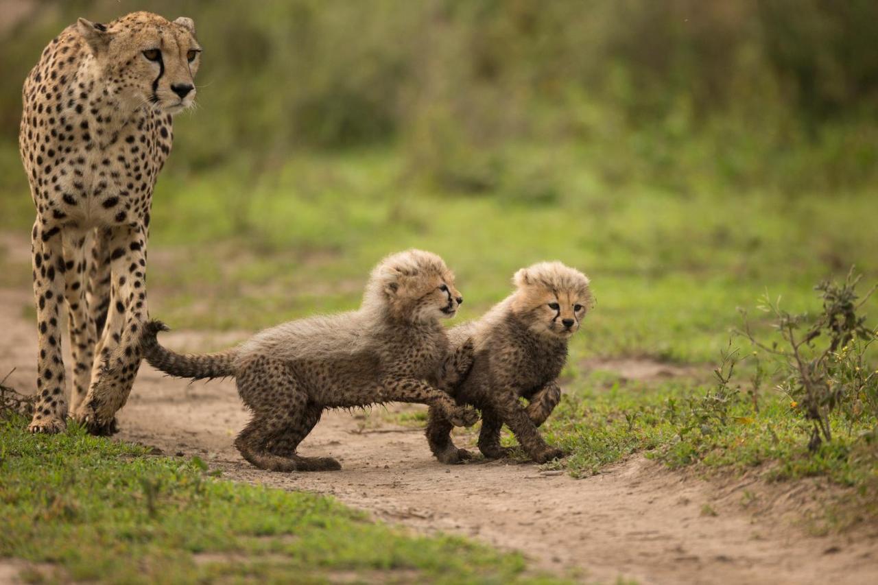 Africa Safari South Serengeti Ndutu Ngorongoro Sinoni Kültér fotó