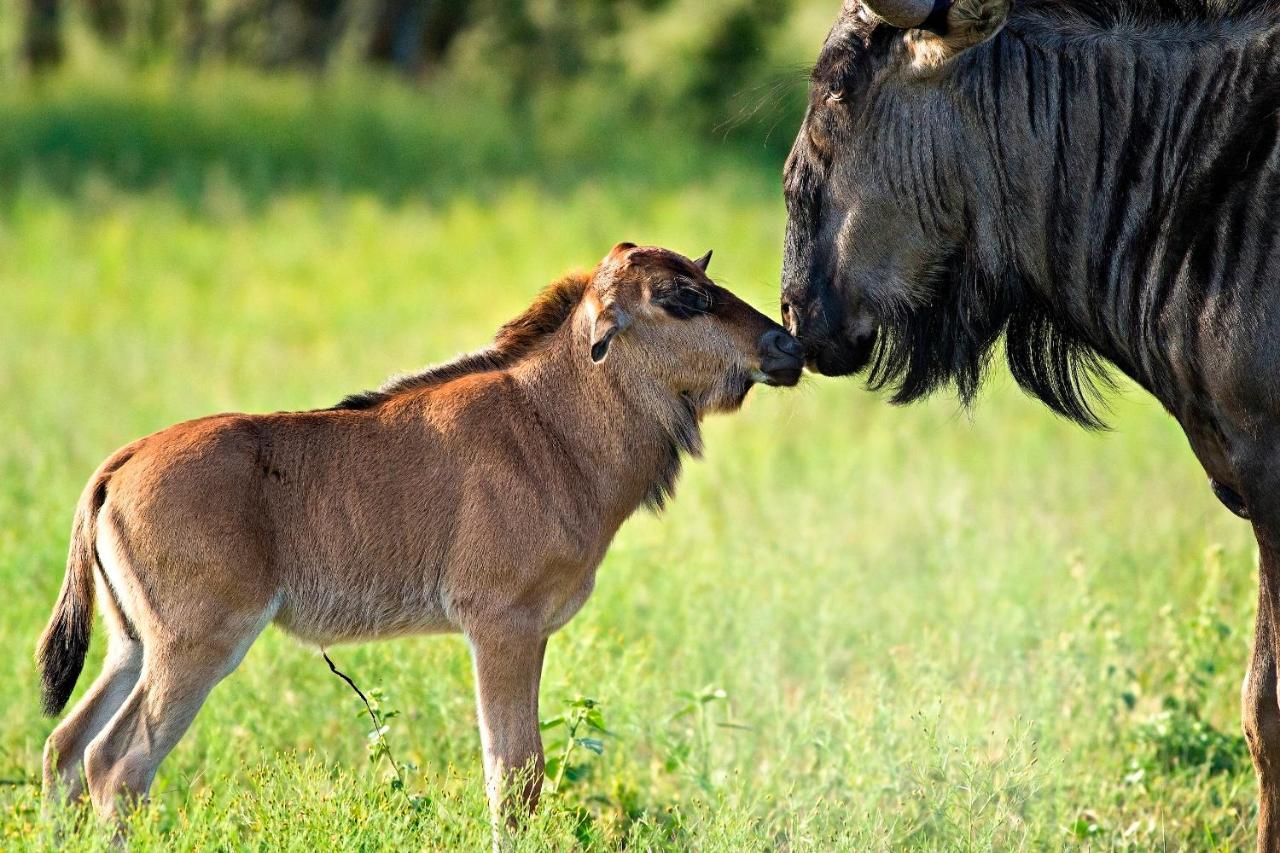 Africa Safari South Serengeti Ndutu Ngorongoro Sinoni Kültér fotó
