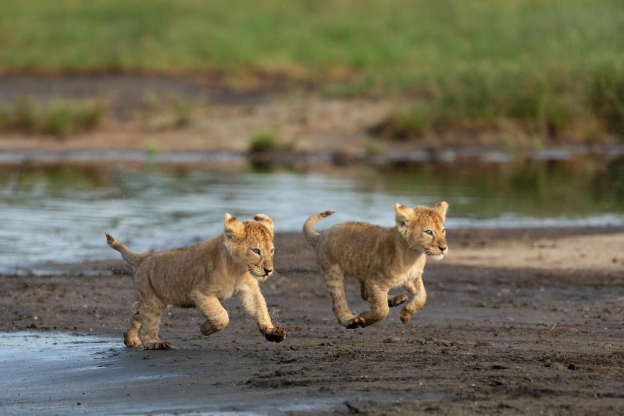 Africa Safari South Serengeti Ndutu Ngorongoro Sinoni Kültér fotó