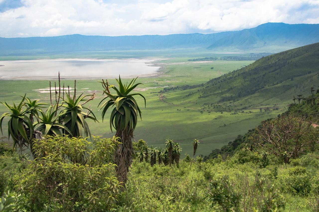 Africa Safari South Serengeti Ndutu Ngorongoro Sinoni Kültér fotó