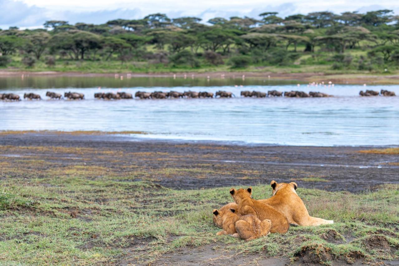 Africa Safari South Serengeti Ndutu Ngorongoro Sinoni Kültér fotó