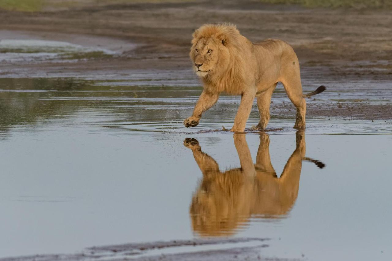 Africa Safari South Serengeti Ndutu Ngorongoro Sinoni Kültér fotó