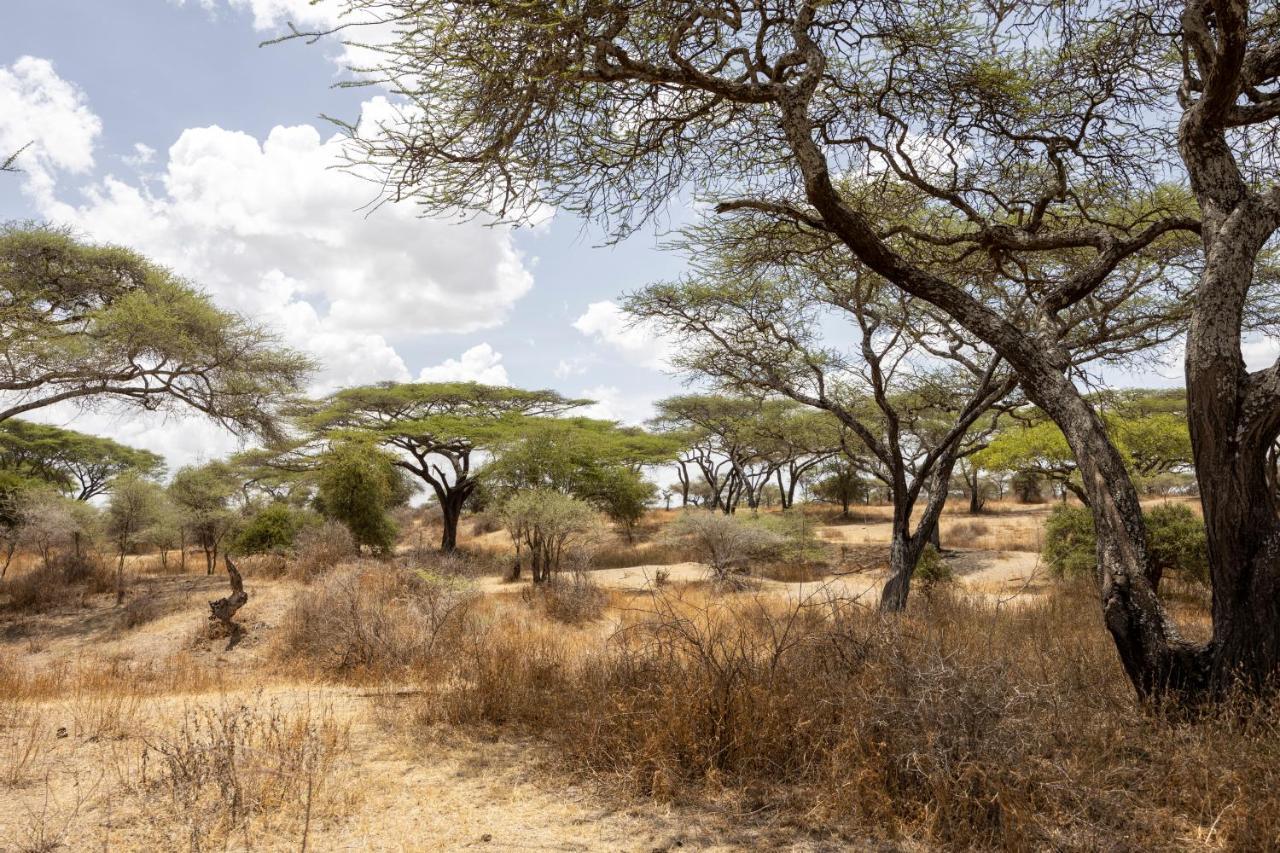 Africa Safari South Serengeti Ndutu Ngorongoro Sinoni Kültér fotó