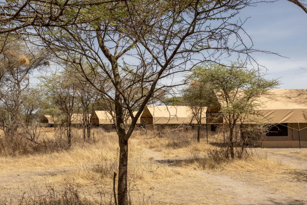 Africa Safari South Serengeti Ndutu Ngorongoro Sinoni Kültér fotó