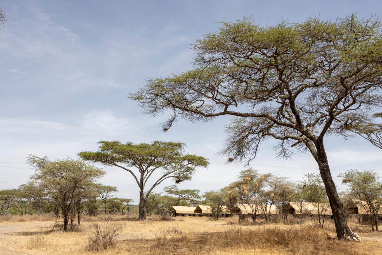 Africa Safari South Serengeti Ndutu Ngorongoro Sinoni Kültér fotó