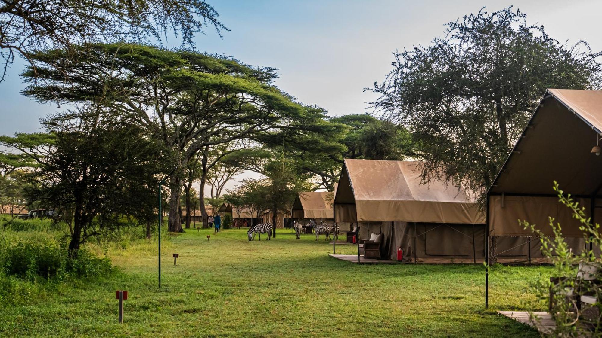 Africa Safari South Serengeti Ndutu Ngorongoro Sinoni Kültér fotó