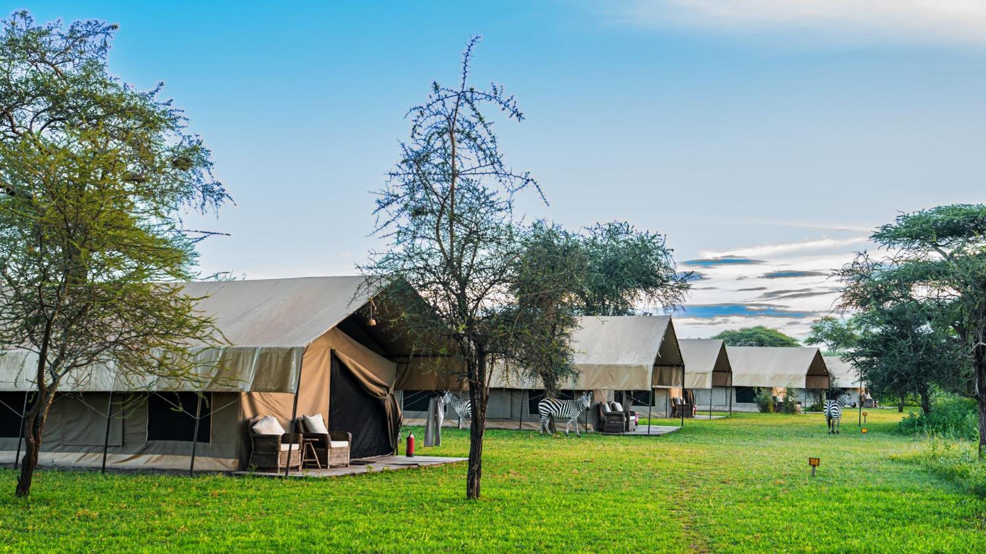 Africa Safari South Serengeti Ndutu Ngorongoro Sinoni Kültér fotó